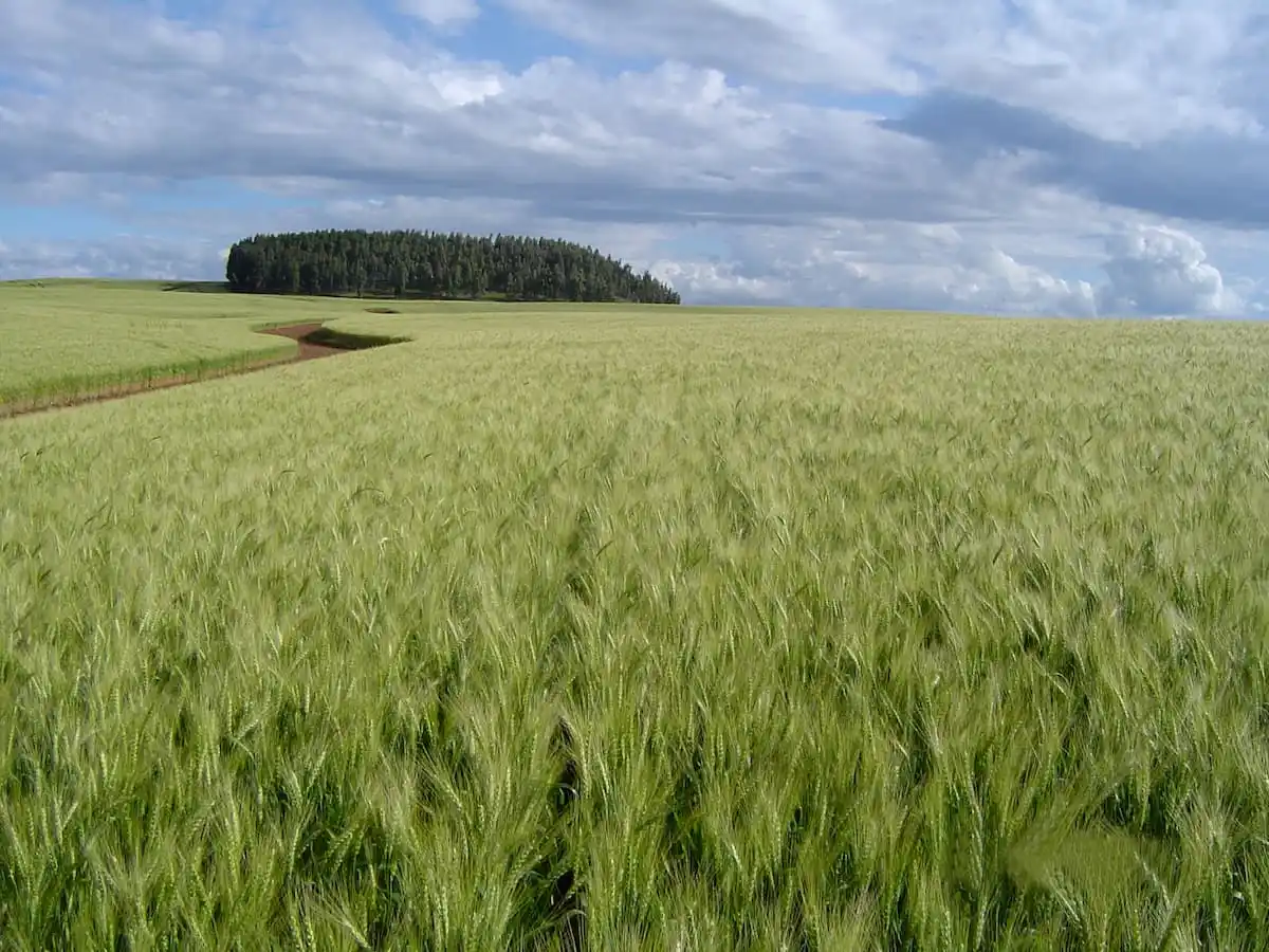 os precos do trigo estao em queda 1