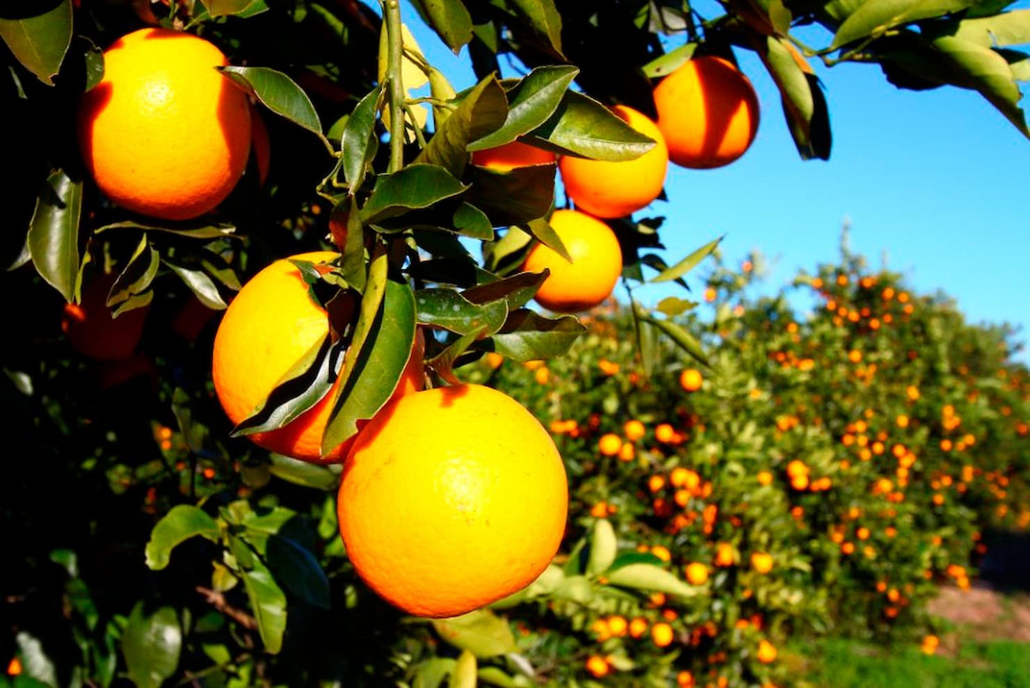 Os preços dos citros estão estáveis?