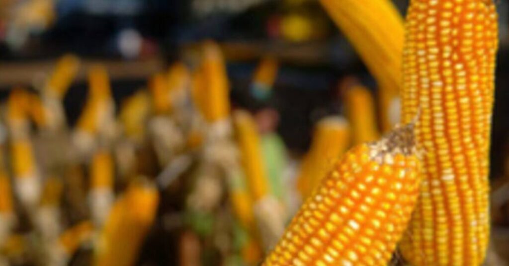 os precos seguem estaveis enquanto o produtor foca nas atividades de campo