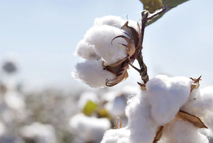 por quantos meses consecutivos o indicador do algodao tem subido 1