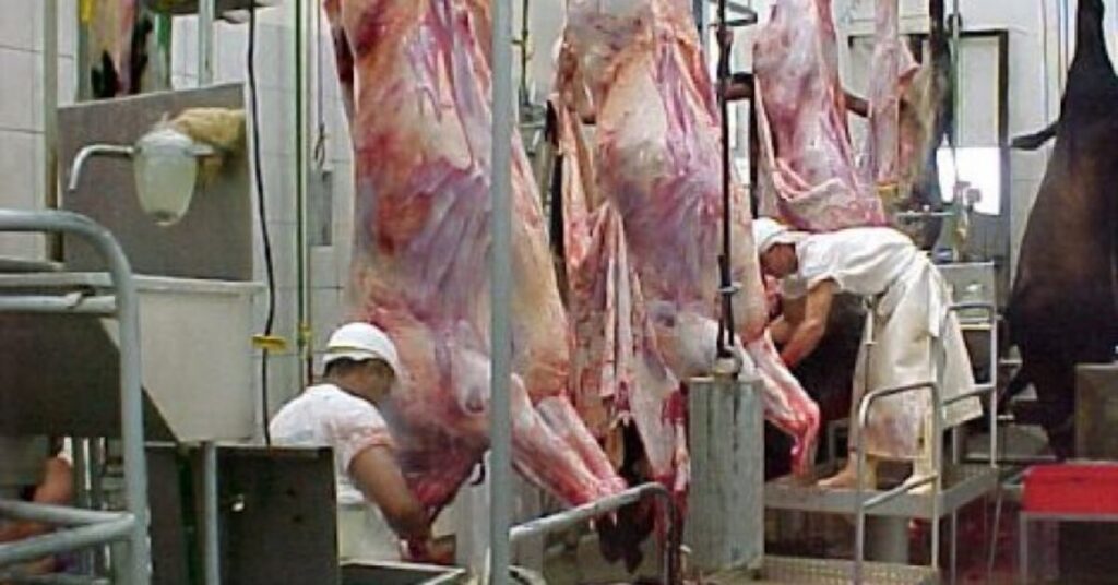 Por que a arroba continua subindo no país, mesmo diante da posição cautelosa dos frigoríficos? 5 por que a arroba continua subindo no pais mesmo diante da posicao cautelosa dos frigorificos