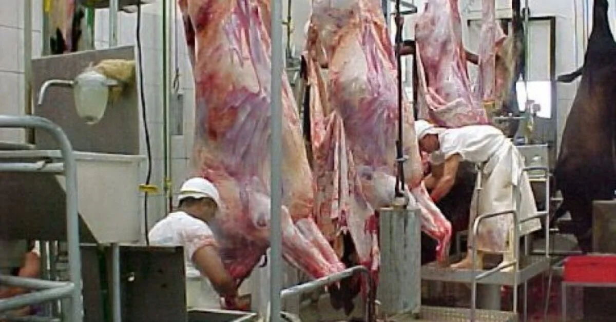 Por que a arroba continua subindo no país, mesmo diante da posição cautelosa dos frigoríficos?