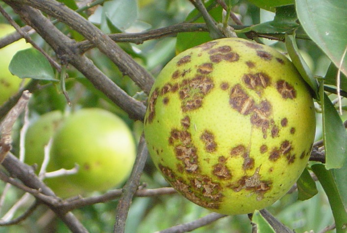 Por que a leprose dos citros exige cuidado constante do citricultor?