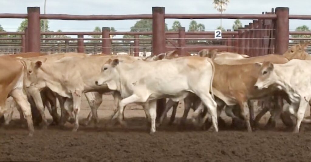 por que a liquidez esta baixa no mercado de reposicao no portal dbo