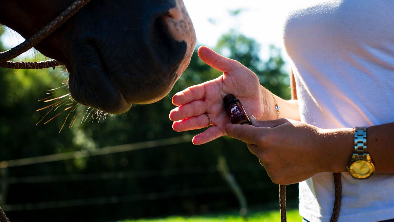 por que e primordial identificar a estacao de monta para a reproducao e criacao de cavalos
