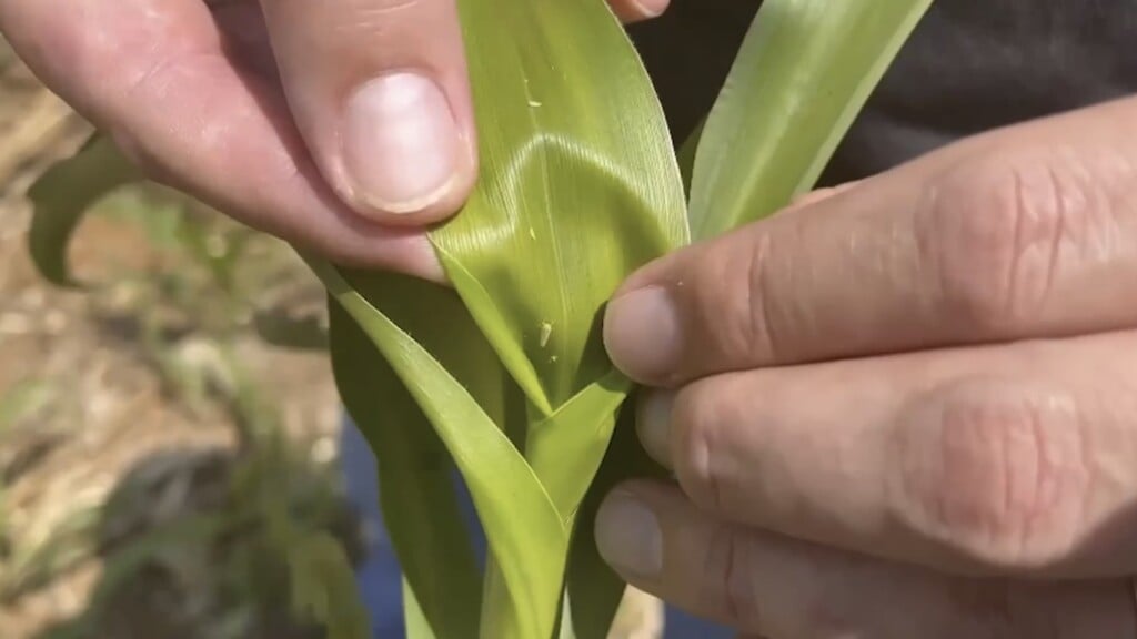 Por que o manejo do milho tiguera é importante para evitar a proliferação da cigarrinha e a incidência de ponte verde?