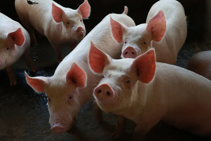 Por que o poder de compra dos criadores em SP aumenta devido à alta intensa no preço do suíno vivo? 8 por que o poder de compra dos criadores em sp aumenta devido a alta intensa no preco do suino vivo