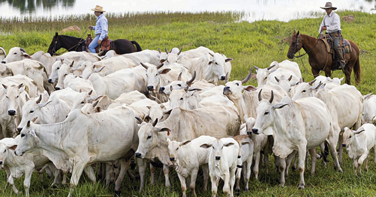 por que os pecuaristas ganharam a queda de braco e o preco do boi gordo voltou a subir em sao paulo 1