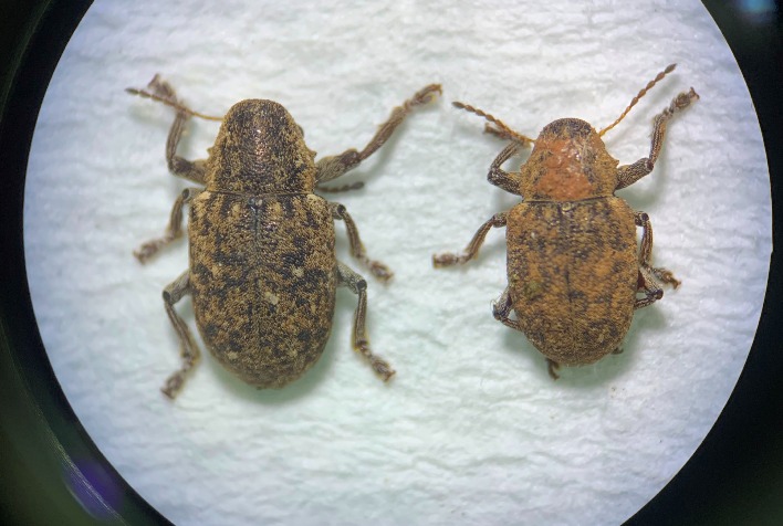 Quais as medidas necessárias para garantir uma atenção redobrada às pragas de solo no início da safra de soja?