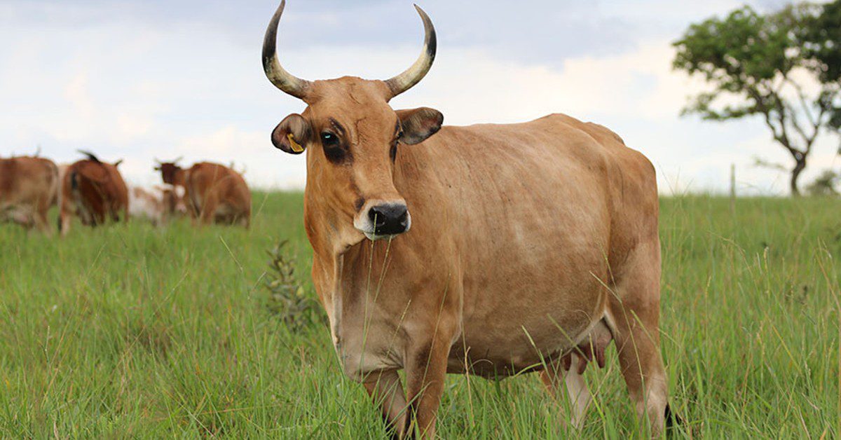 Quais bovinos Pantaneiros do rebanho da Embrapa receberam registro genealógico?