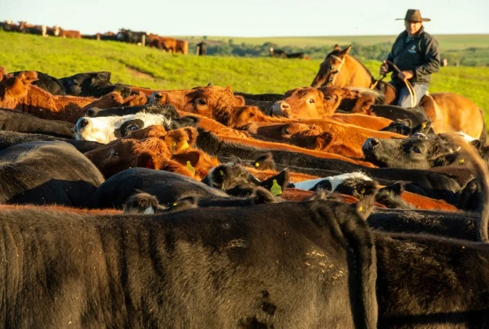 quais elementos estruturais estao contribuindo para a crise na pecuaria gaucha