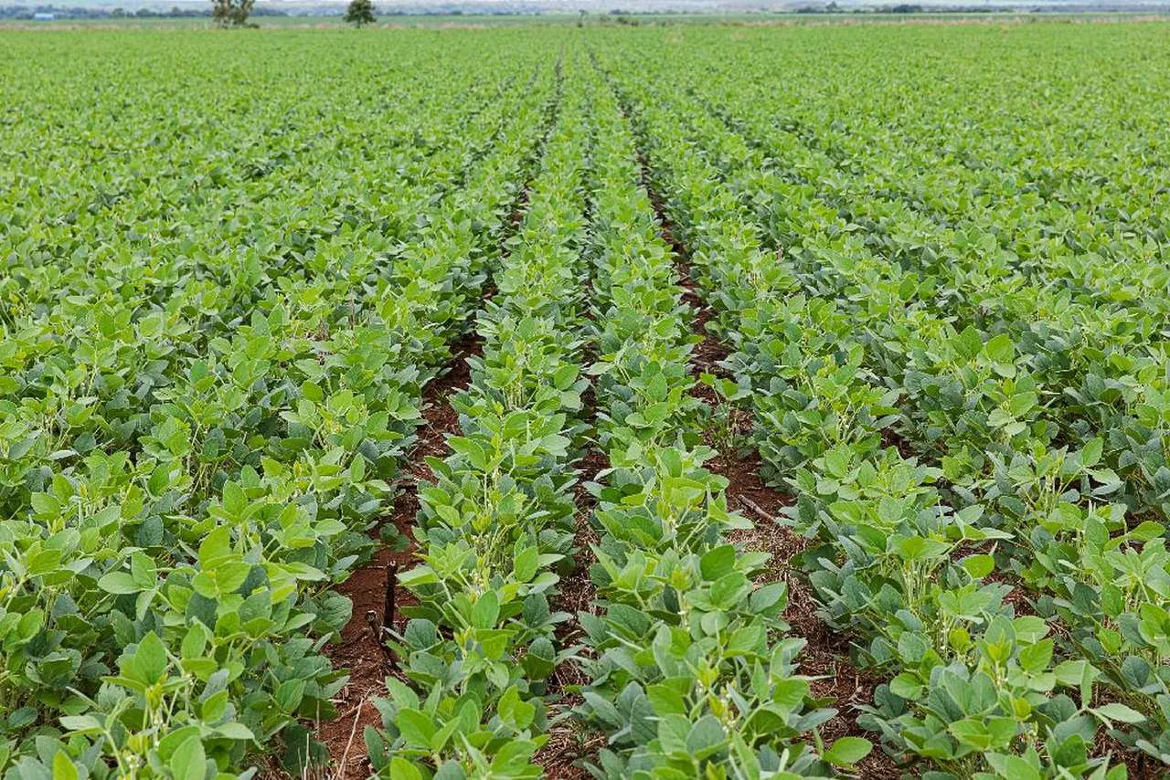 Quais estados foram beneficiados pelo novo calendário do plantio da soja? Quais são os prazos específicos para o plantio? 3 quais estados foram beneficiados pelo novo calendario do plantio da soja quais sao os prazos especificos para o plantio