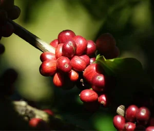 Quais foram as consequências da pressão do dólar sobre as cotações do café na manhã desta sexta-feira (1)? 21 quais foram as consequencias da pressao do dolar sobre as cotacoes do cafe na manha desta sexta feira 1
