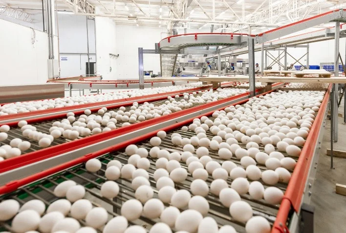 quais foram as razoes para o crescimento de 3816 das exportacoes de ovos em agosto