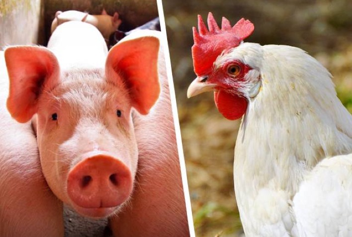 quais foram os motivos que levaram a reducao dos custos de producao de frangos de corte e suinos no mes de agosto