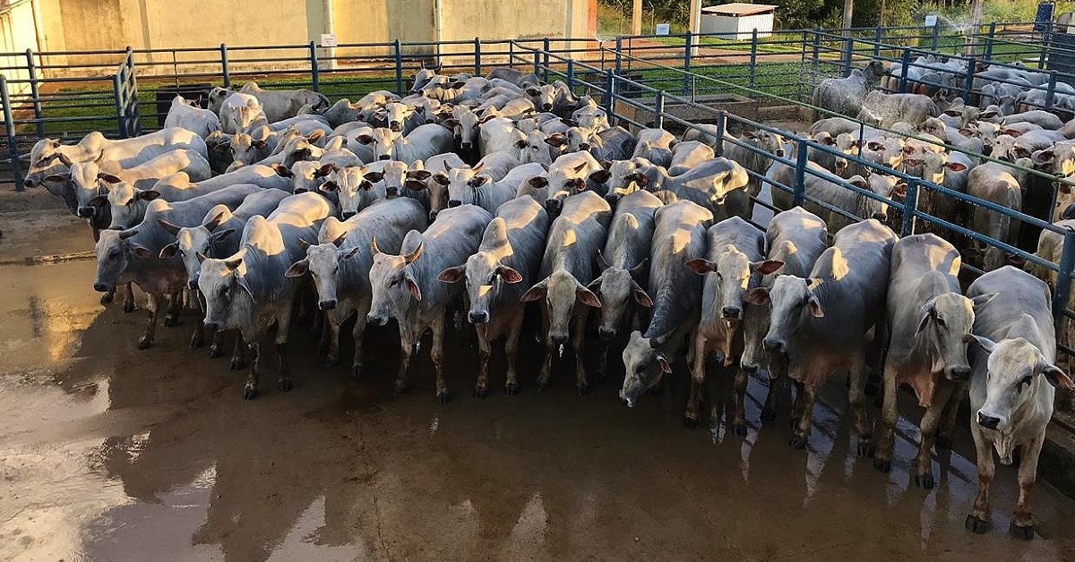 Quais foram os níveis recordes de abate de bovinos em MT em agosto de 2023, de acordo com o Portal DBO? 1 Quais foram os níveis recordes de abate de bovinos em MT em agosto de 2023, de acordo com o Portal DBO?