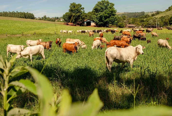 quais medidas de apoio estao sendo reivindicadas pela cna e faesc para os produtores de leite e carne