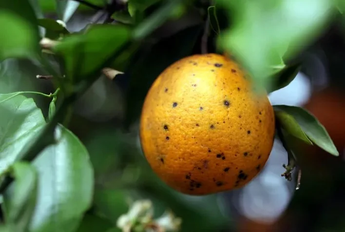 quais municipios goianos tiveram a ocorrencia da pinta preta dos citros atualizada pela agrodefesa
