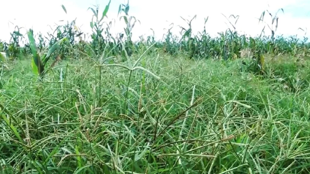 Quais plantas de difícil controle irão acompanhar a soja em MT? 2 quais plantas de dificil controle irao acompanhar a soja em mt