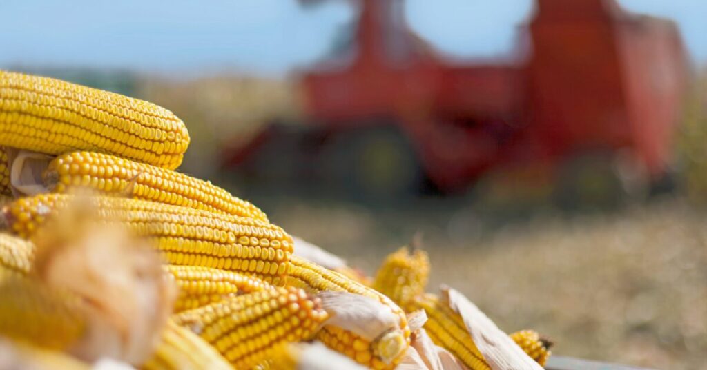 quais sao as atividades de campo que estao avancando e como os precos estao divergindo entre as diferentes regioes de acordo com o portal dbo