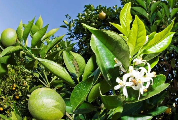 quais sao as pragas de dificil controle em frutiferas e vegetais que receberam ampliacao de registro no inseticida da adama