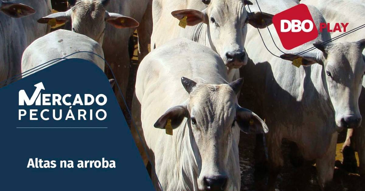 Quais são as reações das cotações do boi gordo tanto no mercado físico quanto no futuro?