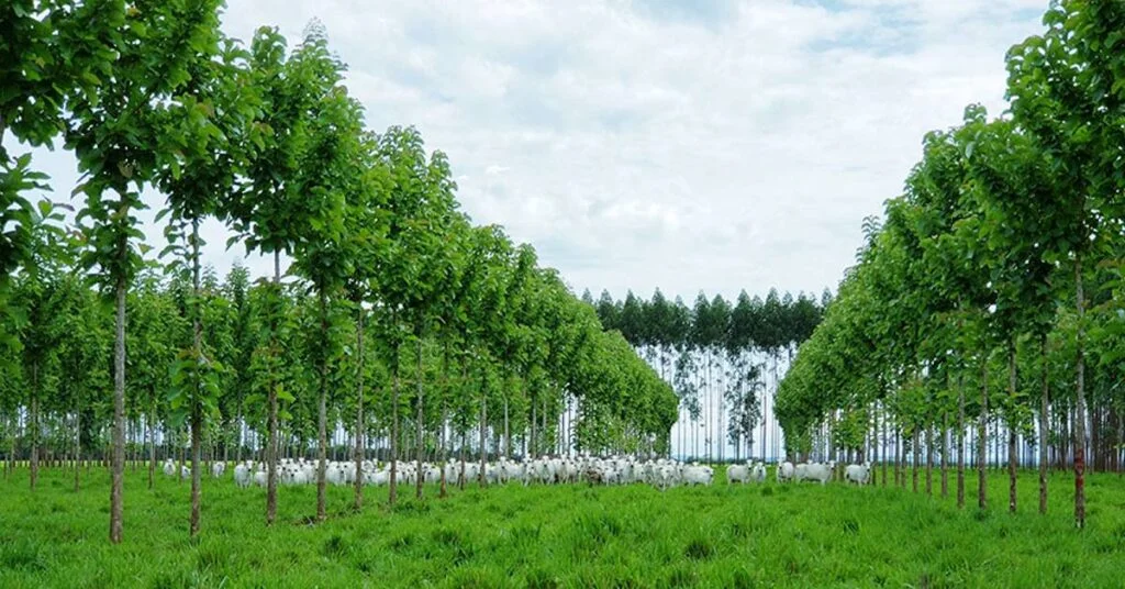 Quais são as técnicas desenvolvidas pela pesquisa para a produção de teca em sistemas ILPF no Portal DBO? 7 quais sao as tecnicas desenvolvidas pela pesquisa para a producao de teca em sistemas ilpf no portal dbo