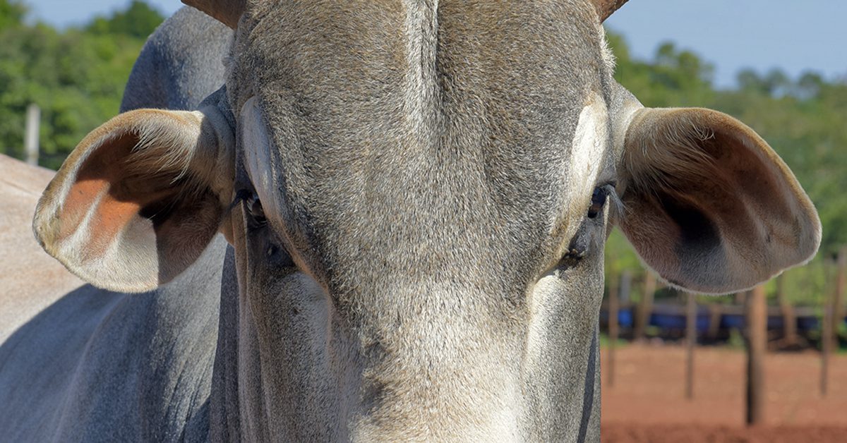 Quais são as variáveis que o Rabobank alerta como possíveis obstáculos para a recuperação na arroba do boi?