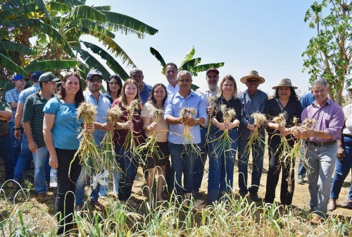 quais sao os beneficios da cultura do alho que foram divulgados durante o dia de campo em perolandia