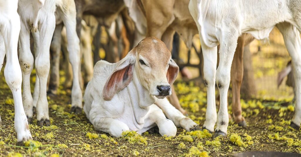 quais sao os beneficios do bezerro do cedo e como eles podem ser aproveitados