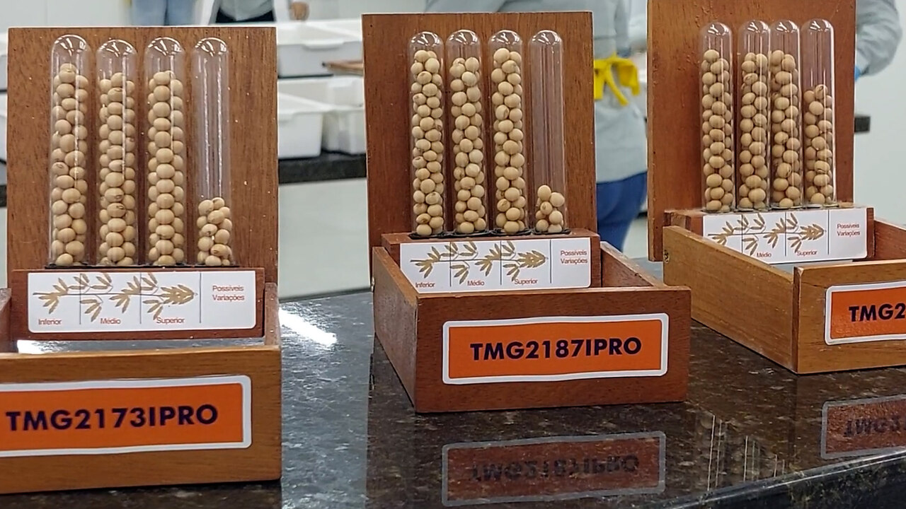 Quais são os cuidados necessários do começo ao fim na produção de sementes para garantir ótimos resultados no campo?