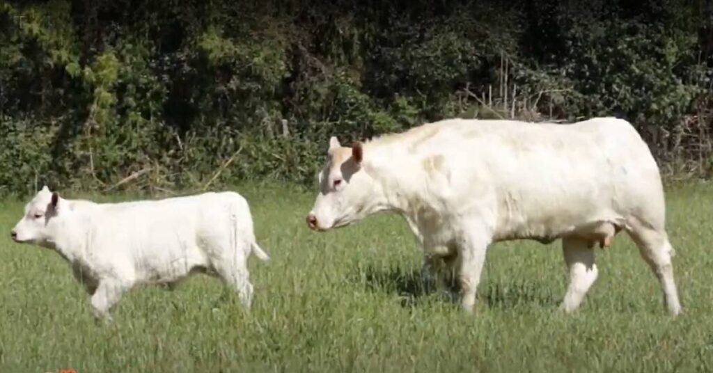 quais sao os destaques da producao de touros e matrizes apresentados pelo leilao branco de charoles no mercado