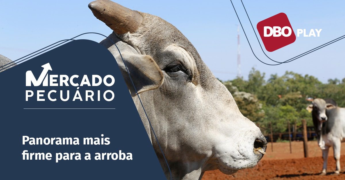 Quais são os fatores que podem impulsionar a recuperação dos preços do boi gordo até o final do ano, de acordo com o Portal DBO?