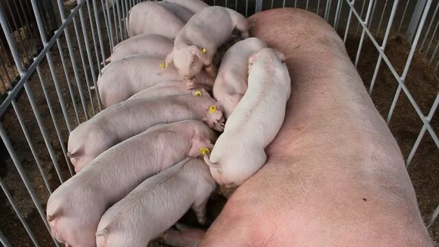 quais sao os impactos na saude e produtividade quando ha inflamacao em suinos