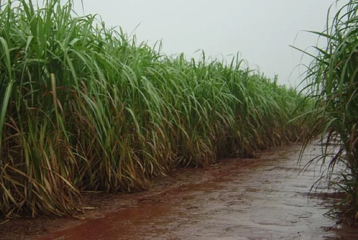 Quais são os motivos que levam a Índia a afirmar que a produção de açúcar será melhorada devido às boas chuvas em setembro? 3 quais sao os motivos que levam a india a afirmar que a producao de acucar sera melhorada devido as boas chuvas em setembro