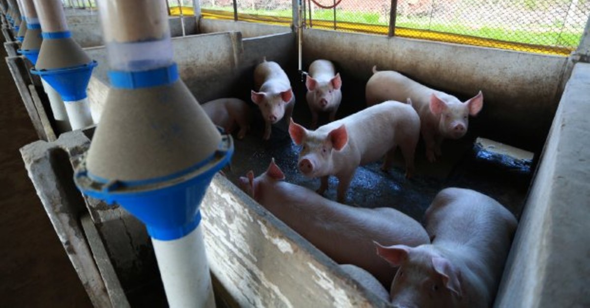 Quais são os municípios do Paraná que ocupam as primeiras posições no ranking nacional da produção agropecuária?