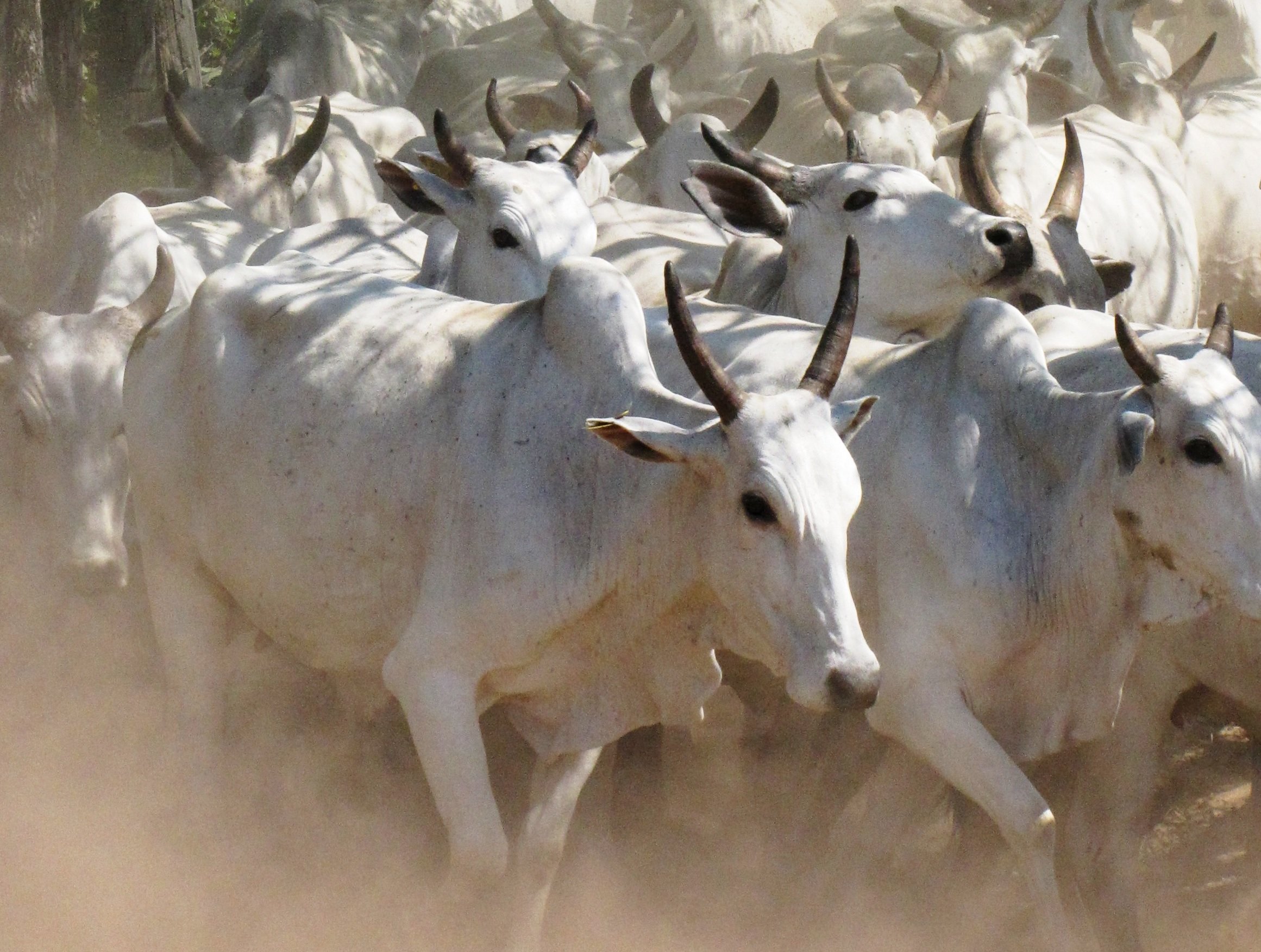 quais sao os precos atuais do arroba no brasil e como tem sido a evolucao desse valor