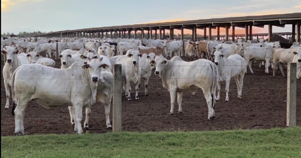 Quais são os preços do boi gordo neste início de semana, de acordo com o Portal DBO? 10 quais sao os precos do boi gordo neste inicio de semana de acordo com o portal dbo