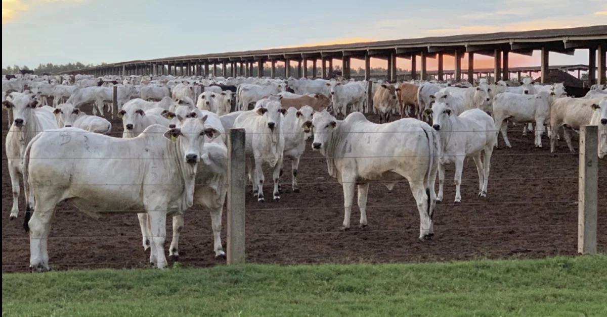 Quais são os preços do boi gordo neste início de semana, de acordo com o Portal DBO? 4 quais sao os precos do boi gordo neste inicio de semana de acordo com o portal dbo