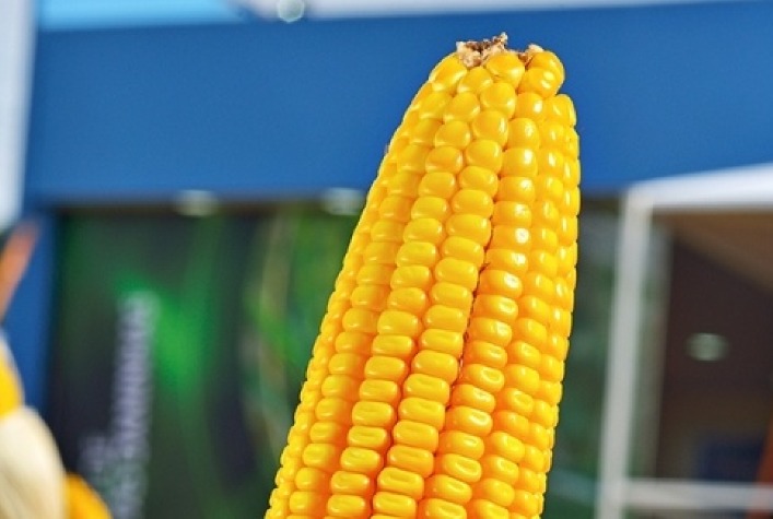 Quais são os principais destaques dos híbridos das marcas da LongPing High-Tech em termos de produtividade na região Sul?