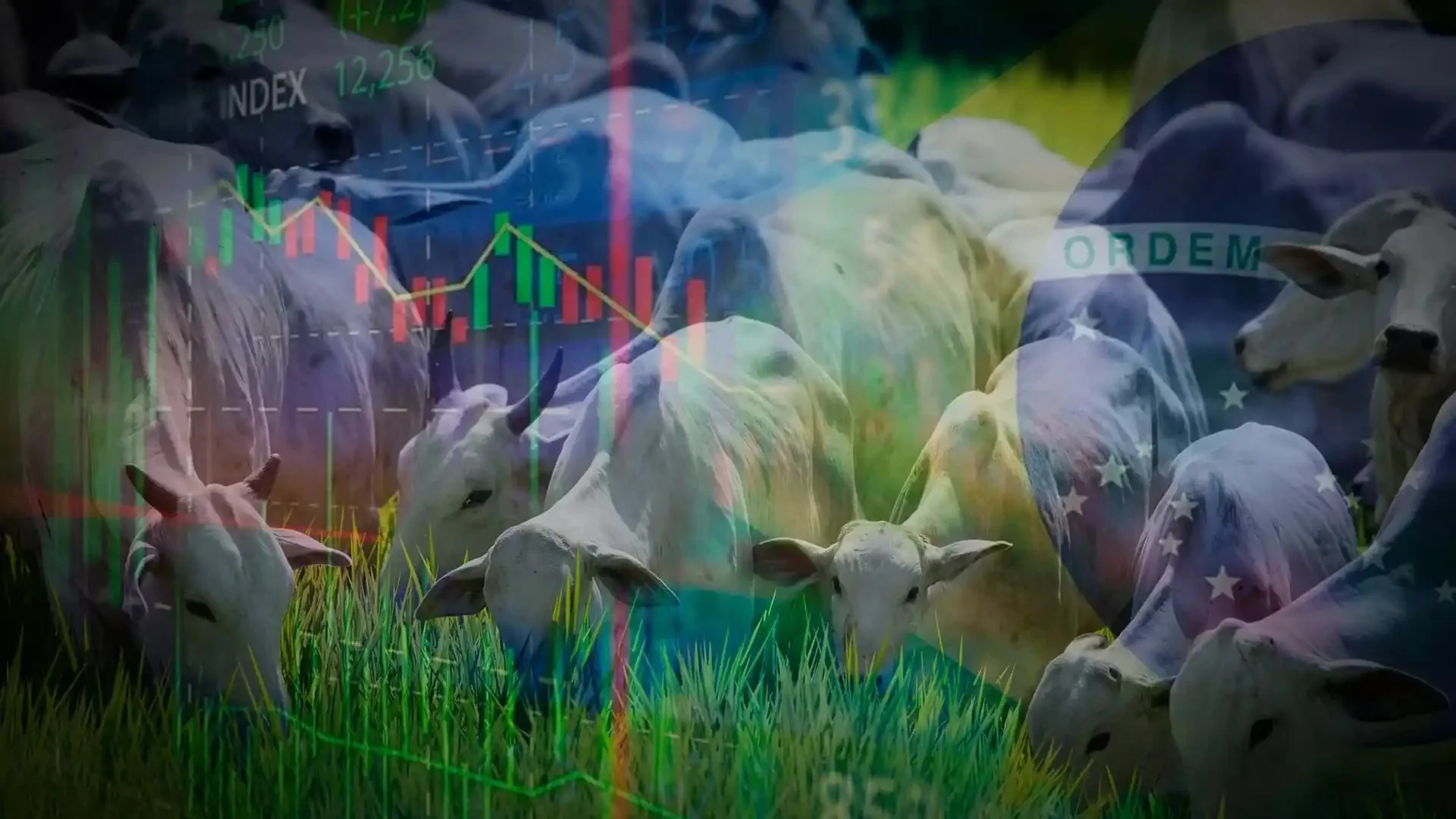 Quais são os sinais positivos que estão começando a emergir no horizonte no mercado do boi?