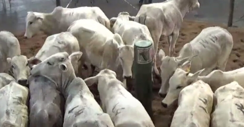 Qual a média de preço por cabeça em Uberaba de acordo com a tabela apresentada no Portal DBO? 10 qual a media de preco por cabeca em uberaba de acordo com a tabela apresentada no portal dbo