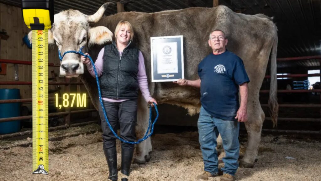 qual bovino recebeu o titulo de mais alto do mundo 1