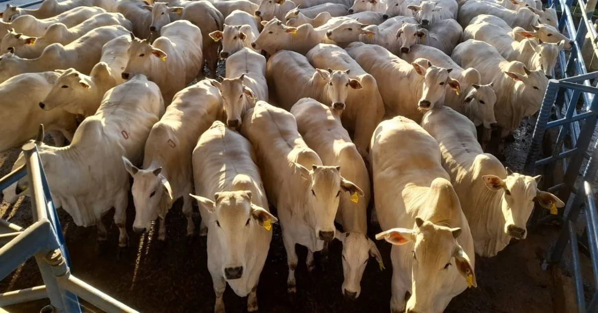 Abate de bovinos cresce, frangos e suínos batem recordes em 2023 - IBGE 9 qual cidade esta recebendo a 9a etapa nacional do circuito nelore de qualidade 1