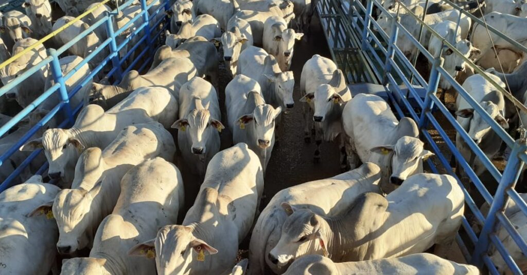 qual cidade recebe a 14a etapa nacional do circuito nelore de qualidade 2023