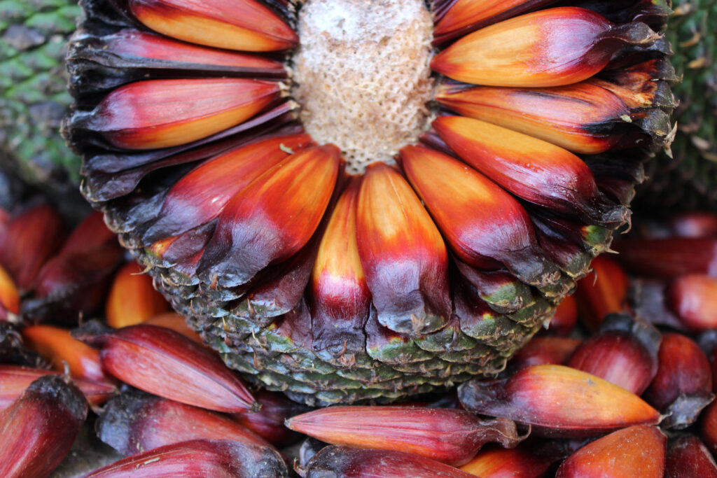 qual e a especie de araucaria que tem crescimento mais rapido e e ana