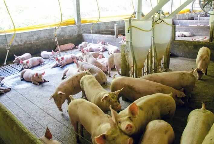 qual e a evolucao diaria media do preco do suino vivo no momento