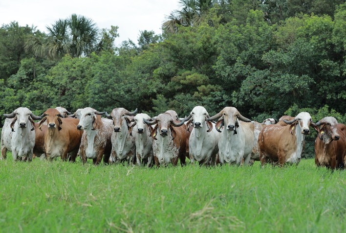Qual é a finalidade do leilão que oferece genética para acelerar o progresso de rebanhos leiteiros?
