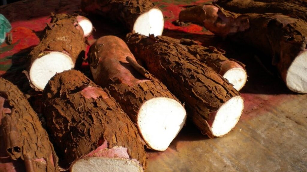 qual e a media da semana da mandioca segundo o cepea e como ela se compara com os meses anteriores