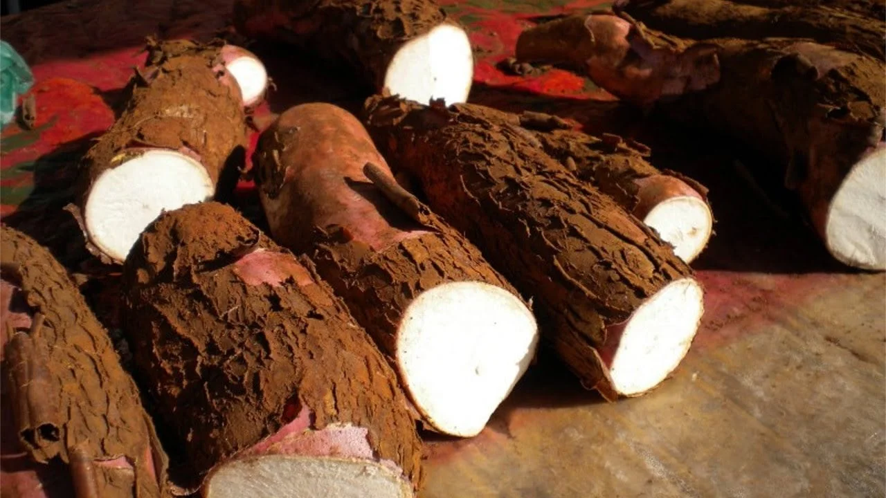 Qual é a média da semana da mandioca segundo o Cepea e como ela se compara com os meses anteriores? 13 qual e a media da semana da mandioca segundo o cepea e como ela se compara com os meses anteriores